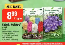 Polomarket Cebulki kwiatów Hiacynt mieszanka Garderin oferta