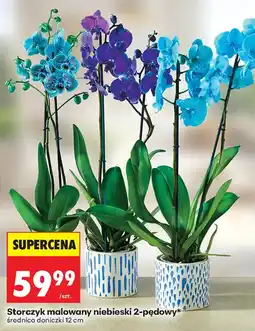Biedronka Storczyk malowany niebieski 2-pędowy* oferta