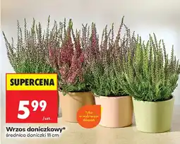 Biedronka Wrzos doniczkowy* oferta