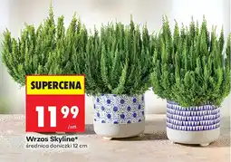 Biedronka Wrzos Skyline* oferta