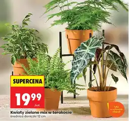 Biedronka Kwiaty zielone mix w terakocie oferta