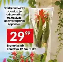 Twój Market Bromelia mix doniczka oferta