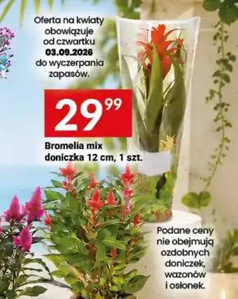Twój Market Bromelia mix oferta