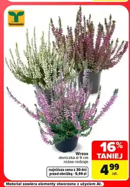 Carrefour Wrzos Tomaszewski ø 9 cm oferta