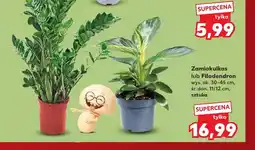 Kaufland Zamiokulkas oferta