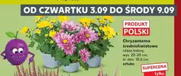 Kaufland Chryzantema średniokwiatowa oferta