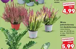 Kaufland Wrzos jednokolorowy lub dwukolorowy oferta