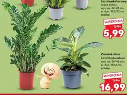 Kaufland Zamiokulkas lub Filodendron oferta