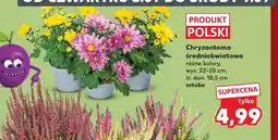 Kaufland Chryzantema Polski oferta