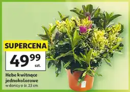 Auchan Hebe kwitnące jednokolorowe oferta