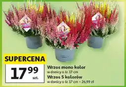 Auchan Wrzos mono kolor oferta