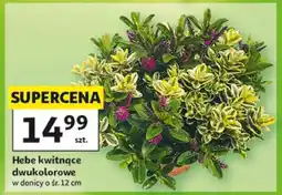 Auchan Hebe kwitnące dwukolorowe oferta