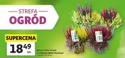 Auchan Wrzos Color Crown lub Beauty Belle Premium oferta