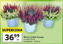 Auchan Wrzos Color Crown oferta