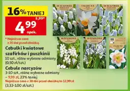 Auchan Cebulki kwiatowe szafirków i puszkinii oferta