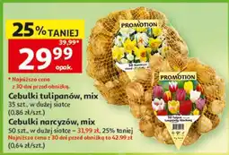 Auchan Cebulki tulipanów, mix oferta