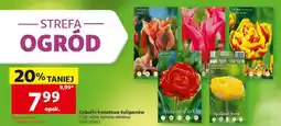 Auchan Cebulki kwiatowe tulipanów oferta