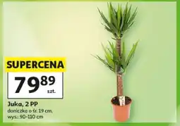 Auchan Juka, 2 PP oferta