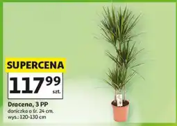 Auchan Dracena, 3 PP oferta