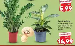 Kaufland Zamiokulkas lub Filodendron oferta