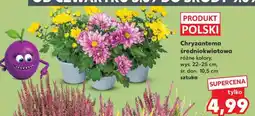 Kaufland Chryzantema średniokwiatowa oferta