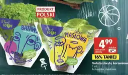 Delikatesy Centrum Sałata z bryłą korzeniową oferta