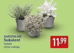 ALDI GARDENLINE Sukulent oferta