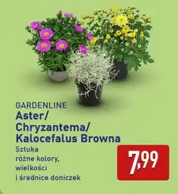 ALDI Aster/Chryzantema/Kalocefalus Browna oferta
