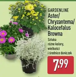 ALDI GARDENLINE Aster/Chryzantema/Kalocefalus Browna oferta