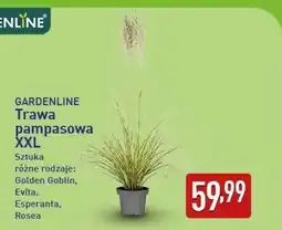 ALDI GARDENLINE Trawa pampasowa XXL oferta