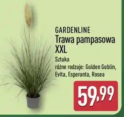 ALDI GARDENLINE Trawa pampasowa XXL oferta
