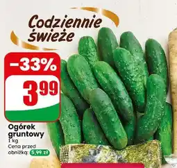 Dino Ogórki gruntowe oferta