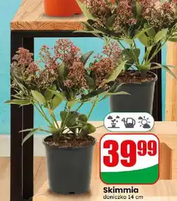 Dino Skimmia oferta