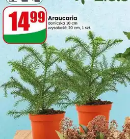 Dino Araucaria oferta