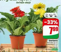 Dino Gerbera oferta