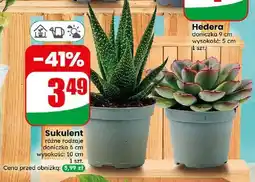Dino Sukulent oferta