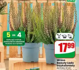 Dino Wrzos Beauty Lady trzykolorowy oferta