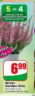 Dino Wrzos Garden Girls oferta