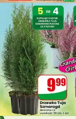 Dino Drzewko Tuja Szmaragd oferta