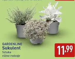 ALDI GARDENLINE Sukulent oferta