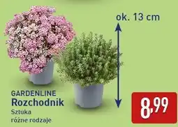 ALDI GARDENLINE Rozchodnik oferta