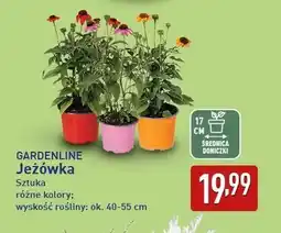 ALDI GARDENLINE Jeżówka oferta