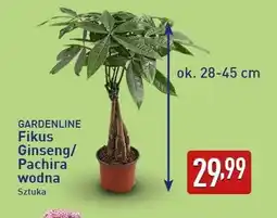 ALDI GARDENLINE Fikus Ginseng/ Pachira wodna oferta