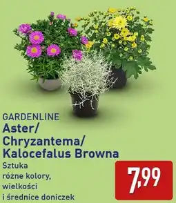 ALDI Gardenline Aster/ Chryzantema/ Kalocefalus Browna oferta
