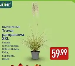 ALDI GARDENLINE Trawa pampasowa XXL oferta
