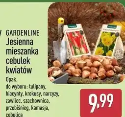 ALDI GARDENLINE Jesienna mieszanka cebulek kwiatów oferta
