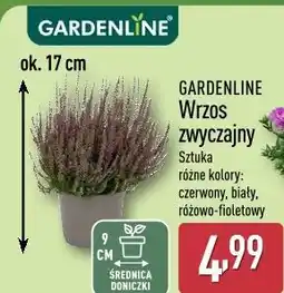 ALDI GARDENLINE Wrzos zwyczajny oferta
