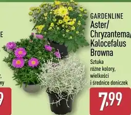 ALDI GARDENLINE Aster/Chryzantema/Kalocefalus Browna oferta