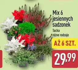 ALDI Mix 6 jesiennych sadzonek oferta