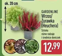 ALDI GARDENLINE Wrzos/Żurawka (Heuchera) oferta